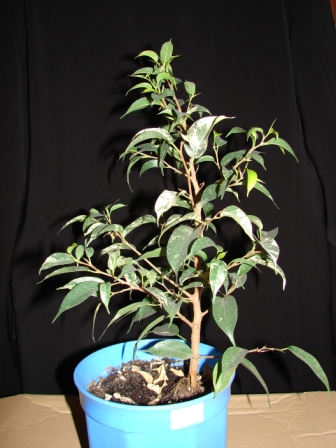 Ficus2.JPG