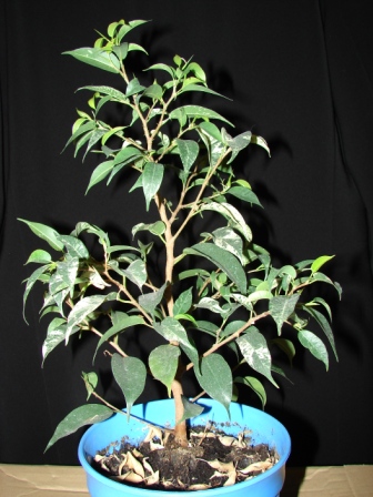 Ficus1.JPG