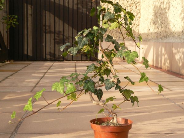 P1010973 bluszcz.jpg