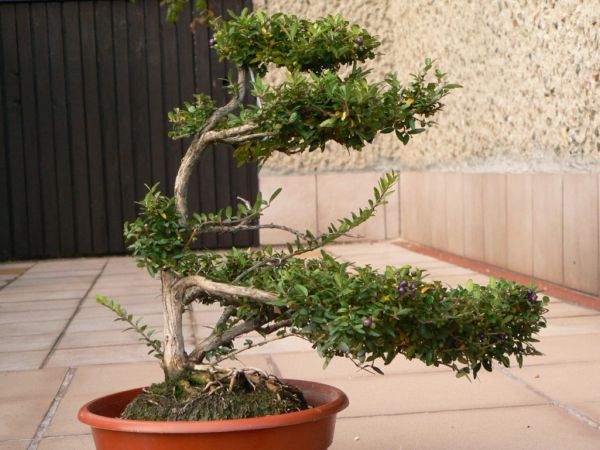 P1020003suchodrzew I.jpg