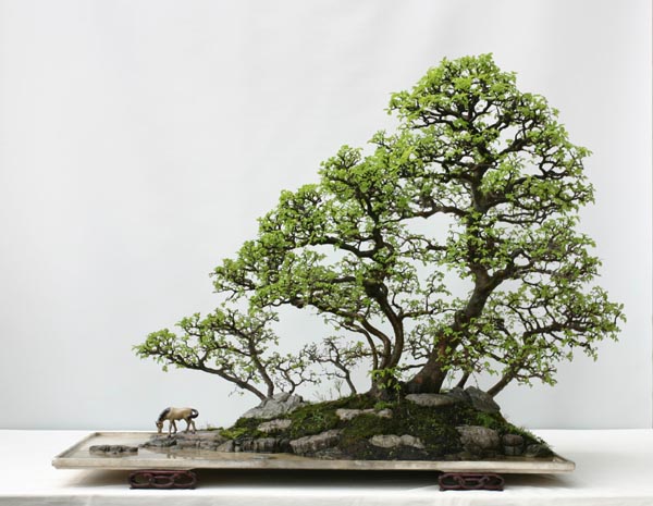 chineseelm2qingquanzhaoce9.jpg