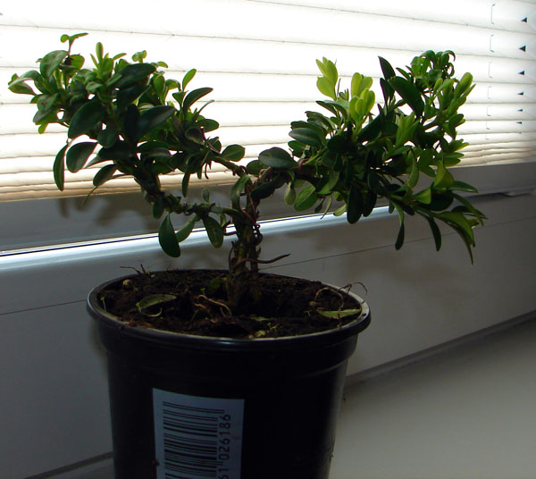 a tak radzi sobie kolejny bukszpan