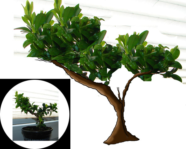 Szkic oraz aktualne zdjecie malego bukszpanu w lewym dolnym rogu