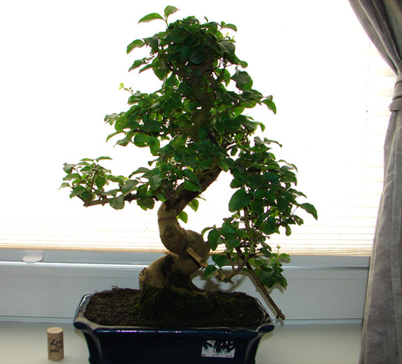 Nowe drzewko z leroy polecam niskie ceny... niesamowicie