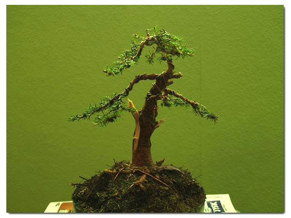 picea nidiformis_001.jpg