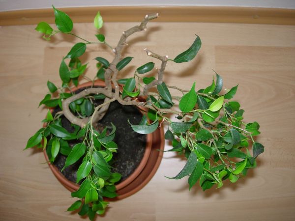 sytuacja obecna ficusa