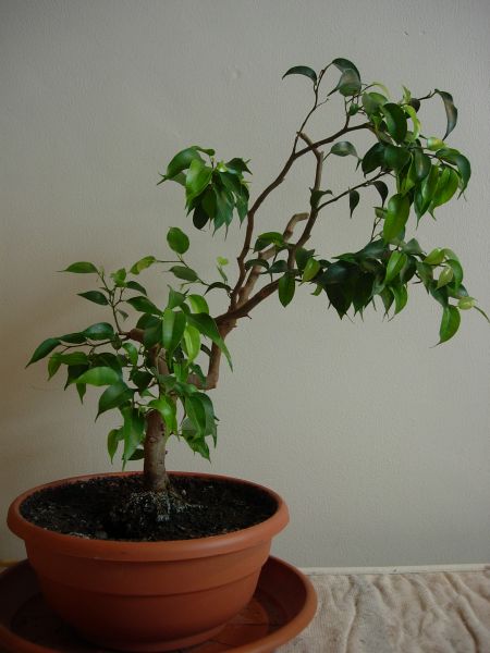 sytuacja obecna ficusa