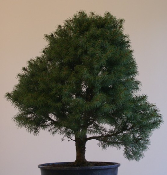 Drzewo przed formowaniem