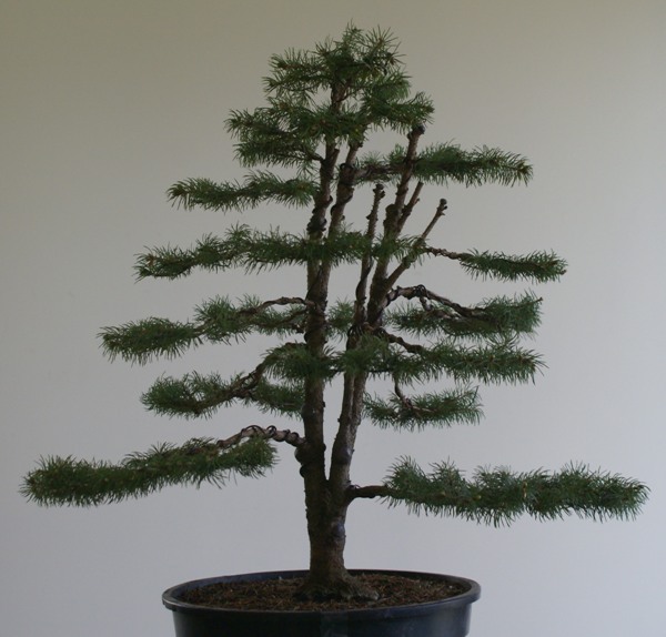 Drzewo po formowaniu