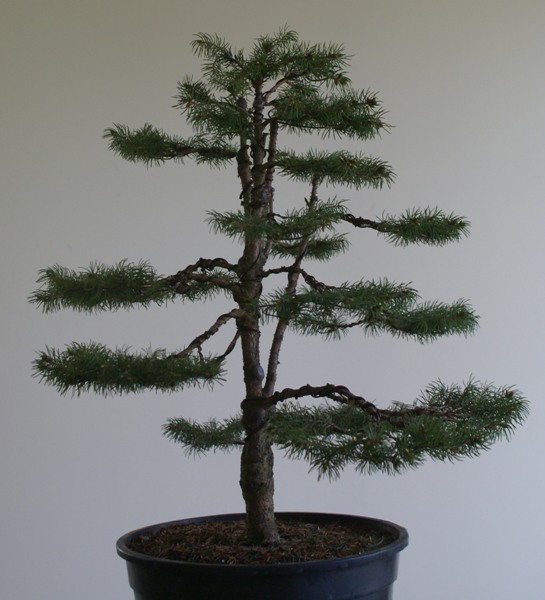 Drzewo z lewej strony