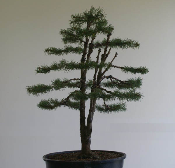 remake Âświerk.jpg