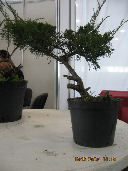 Marcina drzewko przed