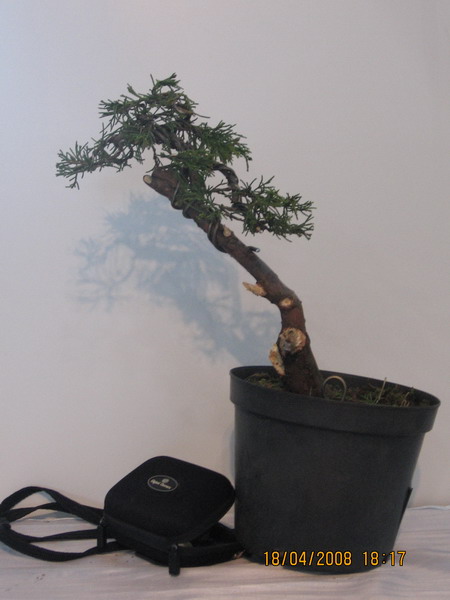 MArcina drzewo - efekt koĂącowy