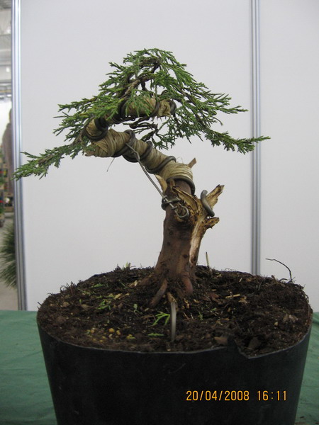 Moje drzewko - efekt koĂącowy