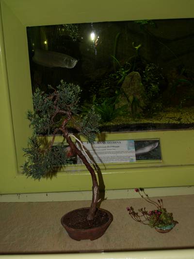 wystawa sgeb 19-20_04_08_003.jpg