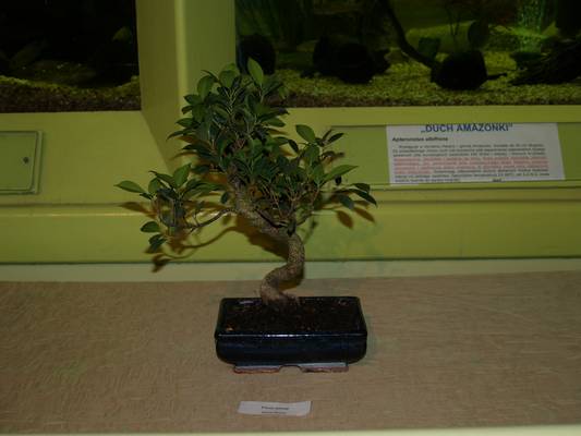 wystawa sgeb 19-20_04_08_004.jpg