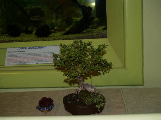 wystawa sgeb 19-20_04_08_006.jpg