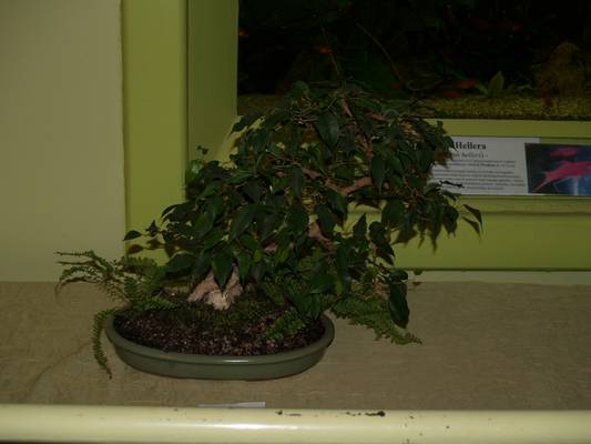 wystawa sgeb 19-20_04_08_007.jpg