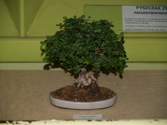 wystawa sgeb 19-20_04_08_009.jpg