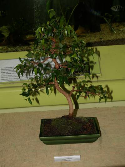 wystawa sgeb 19-20_04_08_011.jpg