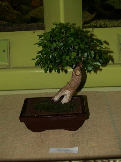 wystawa sgeb 19-20_04_08_012.jpg