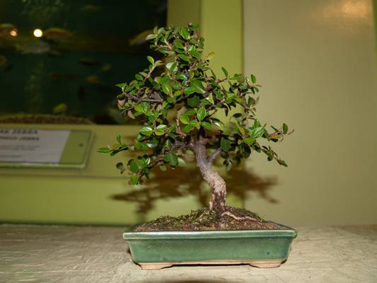 wystawa sgeb 19-20_04_08_013.jpg