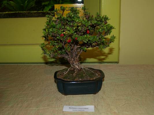 wystawa sgeb 19-20_04_08_002.jpg