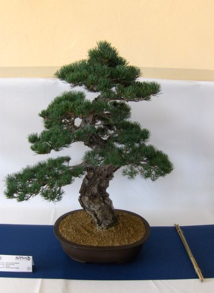 To drzewko najbardziej mi przypadÂło do gustu, znowu na drugim miejscu moim zdaniem byÂł wiÂąz drobnolistny szkoda, Âże byÂł bez listkĂłw ale i tak byÂł super 
<br />PS. Listki juÂż wypuszczaÂł :P