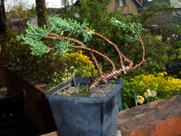 jaÂłowiec pÂłoÂżÂący...