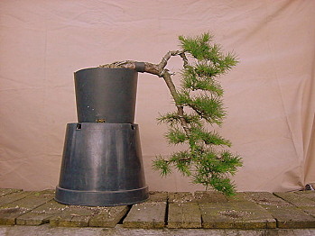 Modrzew - kaskada od poczÂątku.jpg