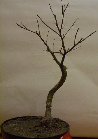 BrzĂłzka pozyskana w marcu