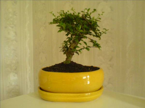 moja mala ( 4 miechy po zakupie... patrz jak sie rozrosla po przycinkach :D
<br />hehe teraz ma 14 miesiecy po zakupie...:)