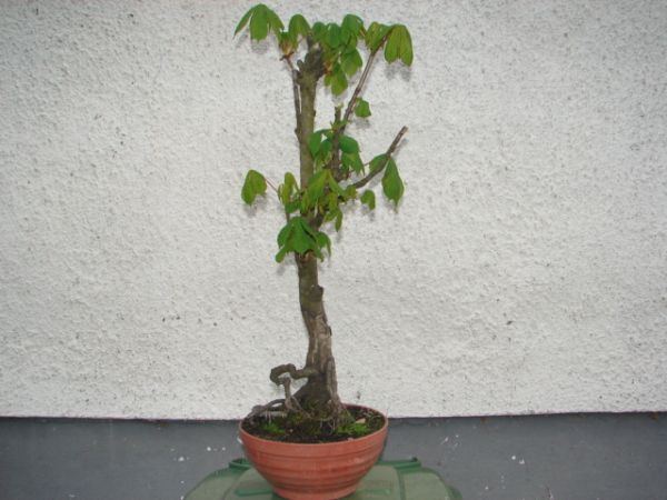 bonsai 039.jpg