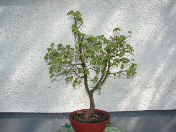 bonsai 042.jpg