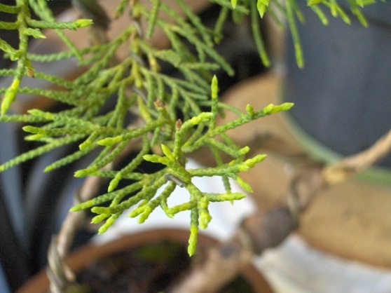 tegoroczne przyrosty :)