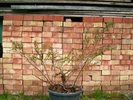 Pierwszy 65 cm wys,20 cm Âśr.