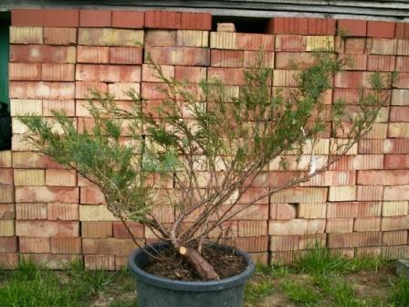 Drugi 70 cm wys,20 cm Âśr.