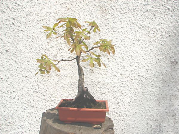 bonsai 064.jpg