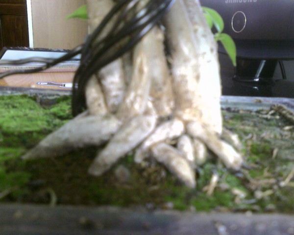 no i tak wyglÂąda nebari po 2 latach... przy przesadzaniu zobaczĂŞ jak wyglÂąda pod warstwa ziemi...