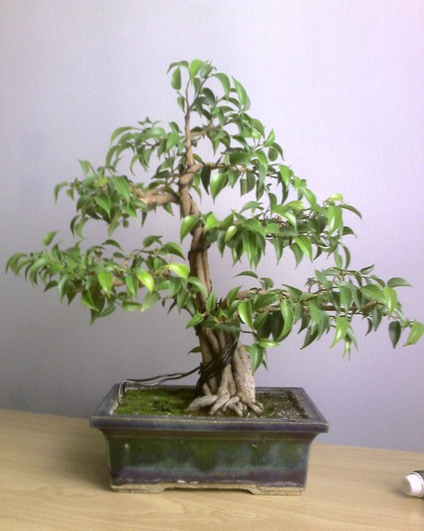 dzisiaj drzewko wyglÂąda tak... nie wiem jakim cudem pojawiÂł sie mech ale mi sie podoba...:P ...pieĂą jest juÂż zroÂśniĂŞty i wydaje mi sie ze uzyskanie jednego zwartego jest tylko kwestiÂą czasu...