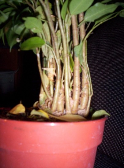 pieĂą z przed 2 lat