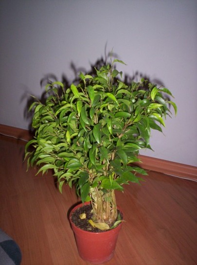 kupione drzewko dokÂładnie 2 lata temu