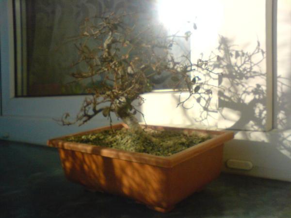 Moje drzewko po zimie