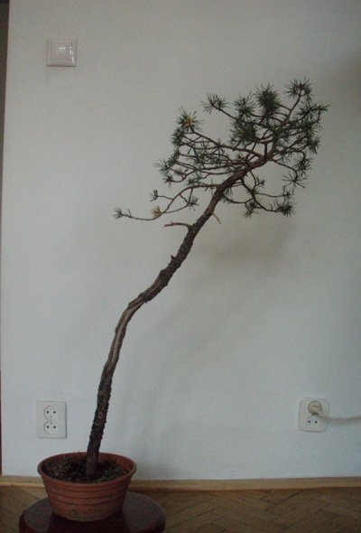 caÂłoÂśĂŚ przed