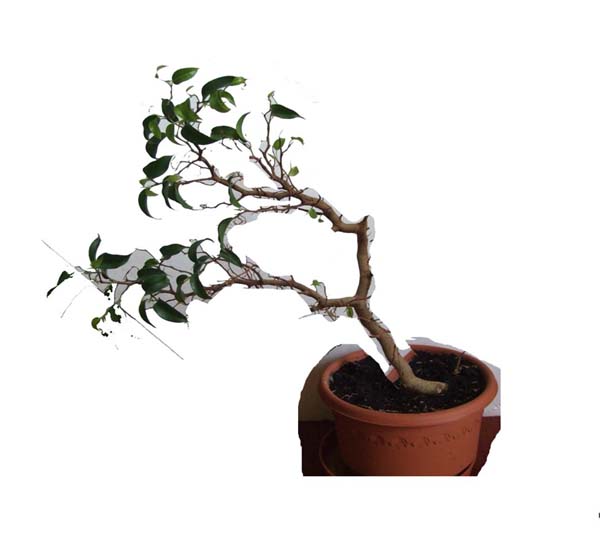 ukierunkowanie sie do czegos takiego 
<br />uzyskane przez corel draw