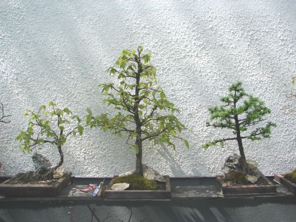 bonsai 048.jpg