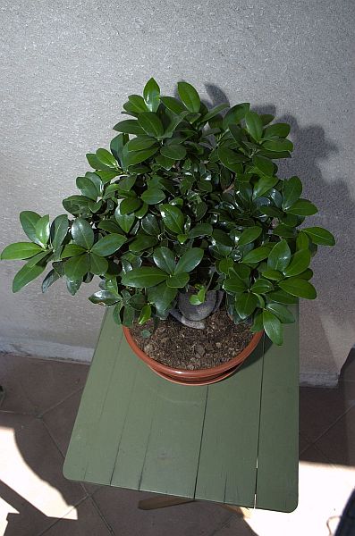 bonsai8.jpg