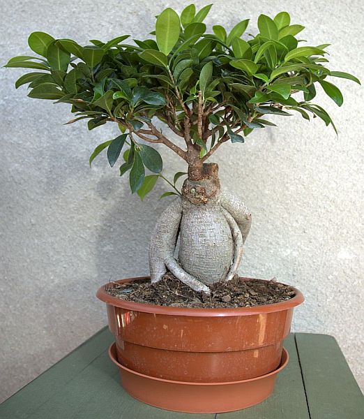 bonsai3.jpg