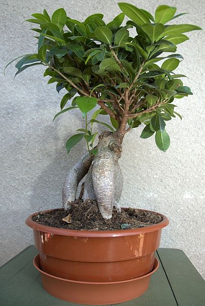 bonsai2.jpg