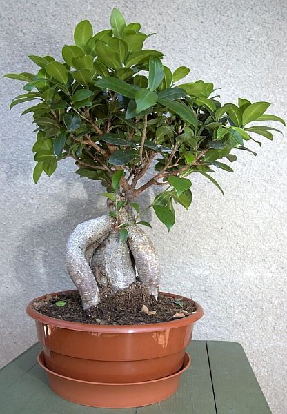 bonsai1.jpg